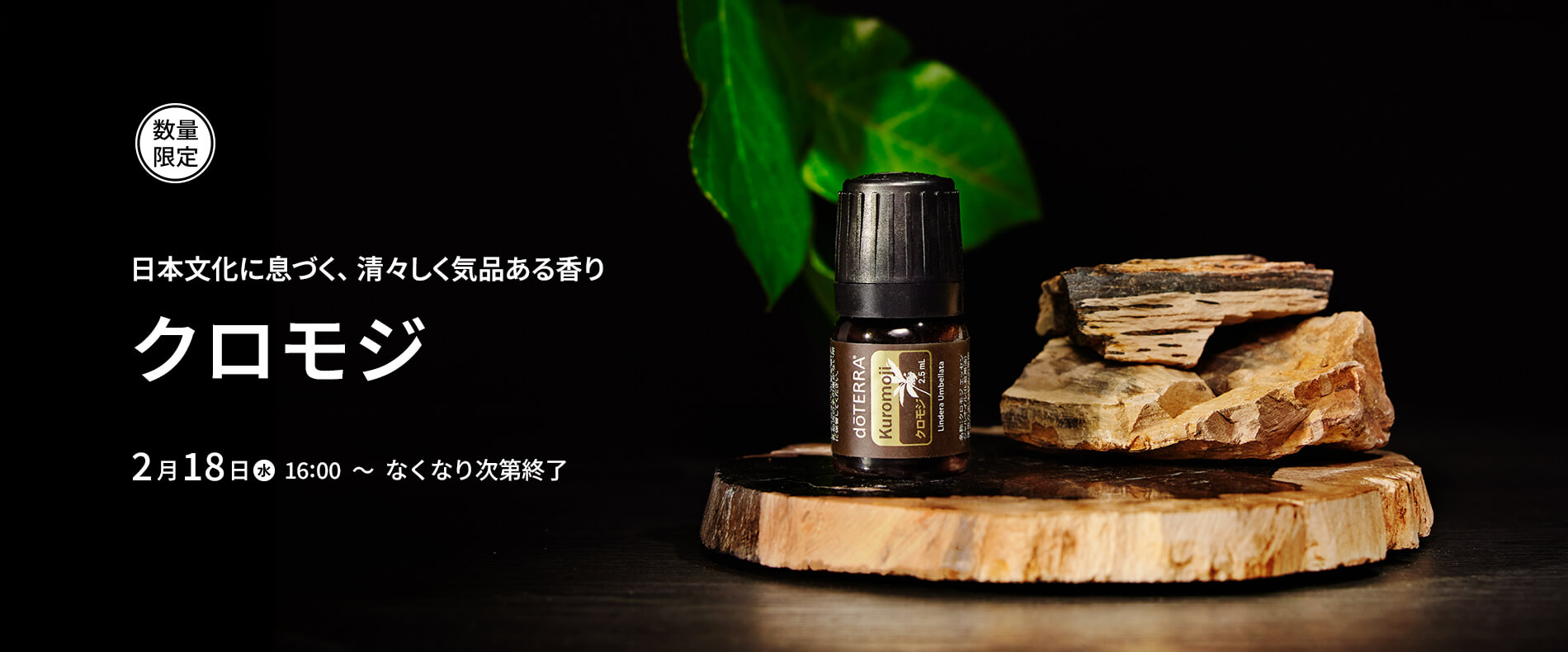 クロモジ（数量限定）